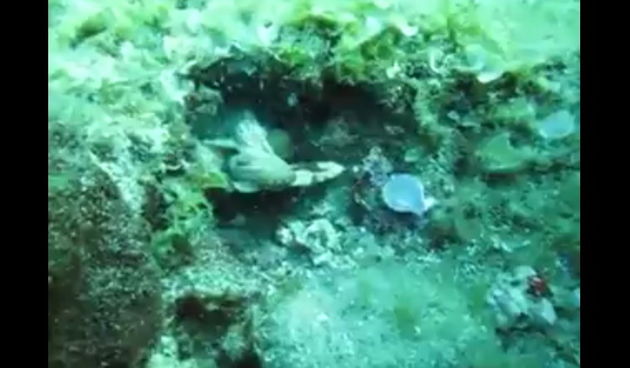 Video ronioca Đanija Iglića: Hobotnica zatvara svoje sklonište