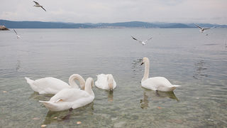 Labudovi u Bibinjama 10. siječnja 2013, Foto: Leo Banić
