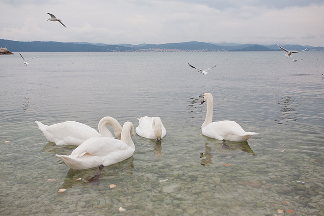 Labudovi u Bibinjama 10. siječnja 2013, Foto: Leo Banić