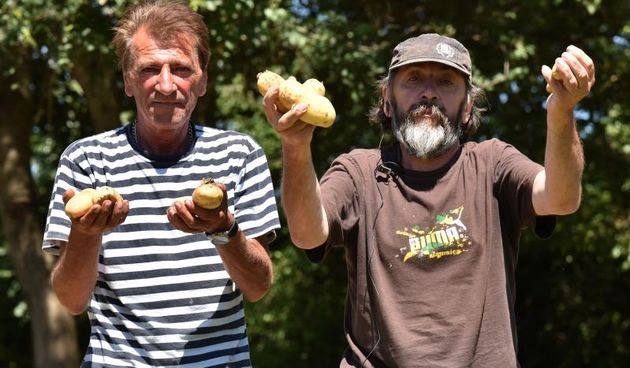 Zadarski beskucnici angazirani su na sadnji krumpira koji cini dio ponude pucke kuhinje u kojoj se i sami hrane. Photo: Dino Stanin/PIXSELL