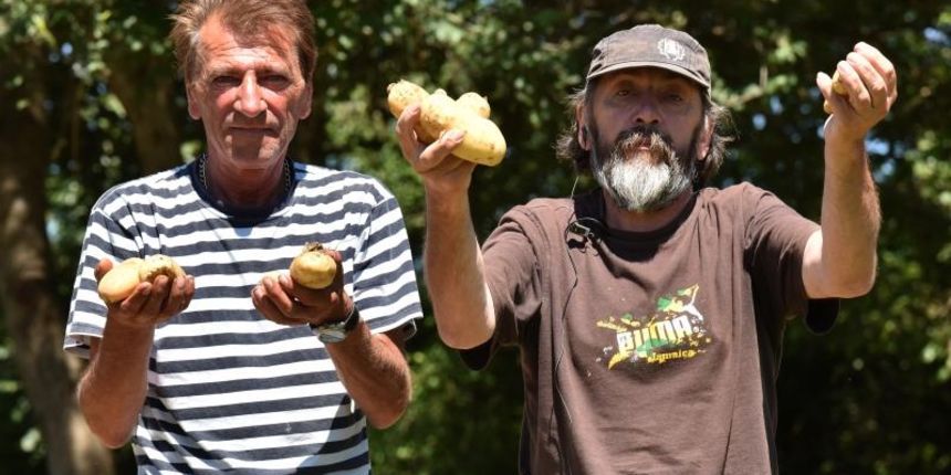 Zadarski beskucnici angazirani su na sadnji krumpira koji cini dio ponude pucke kuhinje u kojoj se i sami hrane. Photo: Dino Stanin/PIXSELL