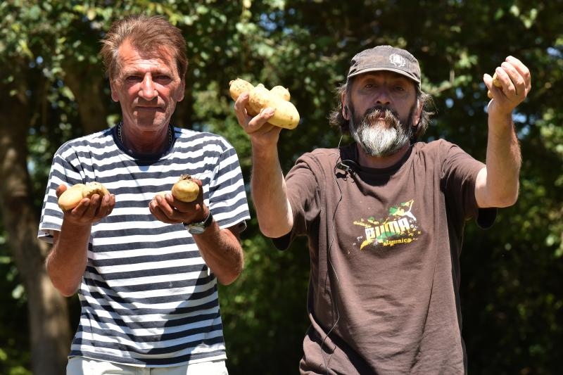 Zadarski beskucnici angazirani su na sadnji krumpira koji cini dio ponude pucke kuhinje u kojoj se i sami hrane. Photo: Dino Stanin/PIXSELL Zadarski beskucnici angazirani su na sadnji krumpira koji cini dio ponude pucke kuhinje u kojoj se i sami hrane. Photo: Dino Stanin/PIXSELL