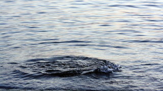 More, ljudi, brodovi… 6.rujna 2010, Foto: Mladen Malik