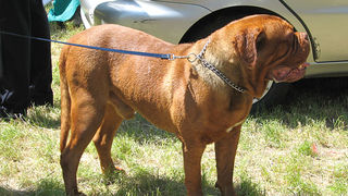 Image 1171043 (auto)