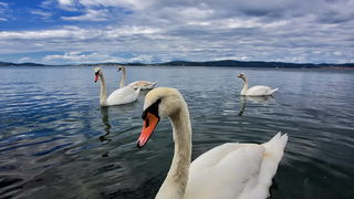 Labudovi u Bibinjama 12. svibnja 2013.  Foto: Roberto Lerga