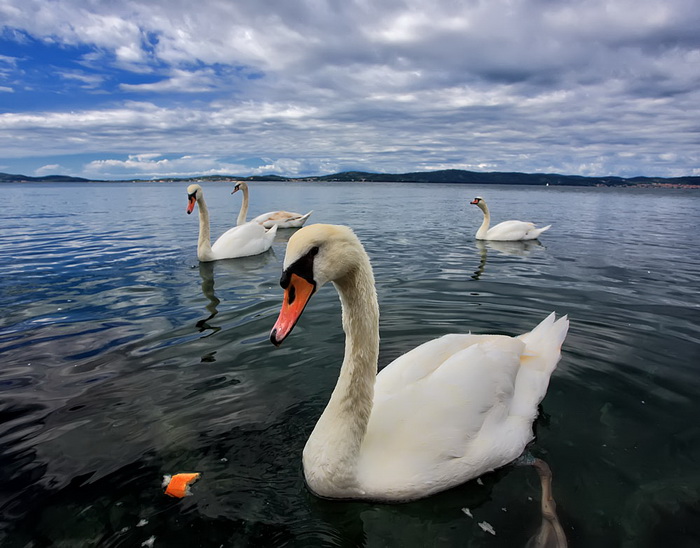 Labudovi u Bibinjama 12. svibnja 2013.  Foto: Roberto Lerga