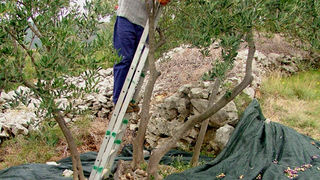 Image 1191191 (auto)