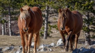 Veliko Rujno: Drago Krapić vlasnik je pedesetak konja koji obitavaju na velebitskim pašnjacima