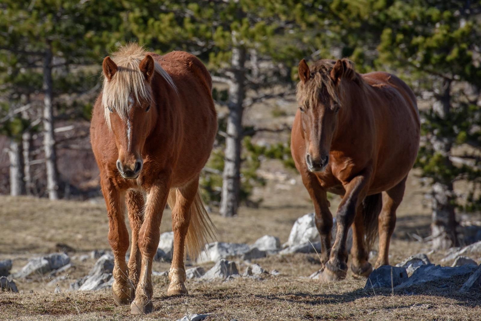 Veliko Rujno: Drago Krapić vlasnik je pedesetak konja koji obitavaju na velebitskim pašnjacima