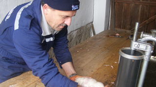 Svinjokolja u Bošnjacima (Foto: Josip Prskalo) Svinjokolja u Bošnjacima (Foto: Josip Prskalo)