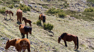 Divlji konji na Velebitu, foto: Leo Banić