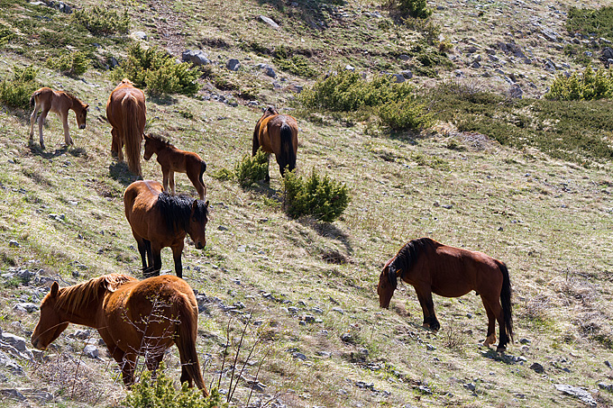 Divlji konji na Velebitu, foto: Leo Banić