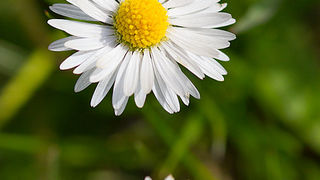 Priroda, cvijece, livada, sparoge, foto: Leo Banic