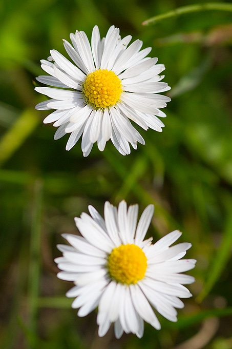 Priroda, cvijece, livada, sparoge, foto: Leo Banic