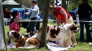 Zadar: Medjunarodna izlozba pasa CACIB 1. svibnja 2010.