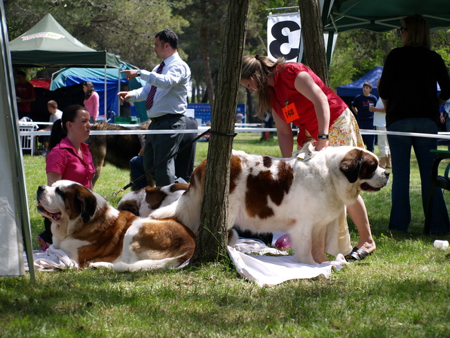 Zadar: Medjunarodna izlozba pasa CACIB 1. svibnja 2010.