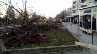 Bulevar, srušeno stablo