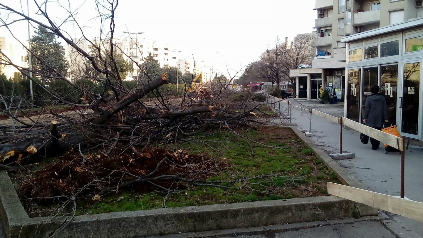 Bulevar, srušeno stablo