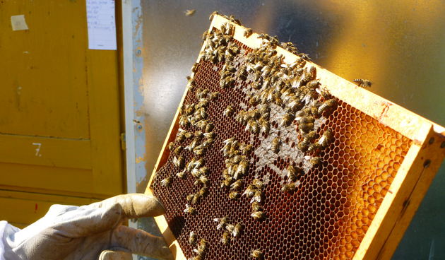 OPG Mladen Jezidžić – pčelarstvo