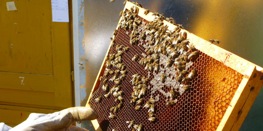 OPG Mladen Jezidžić – pčelarstvo OPG Mladen Jezidžić – pčelarstvo