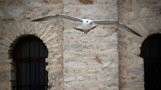 Galebov let (foto:Saša Čuka)