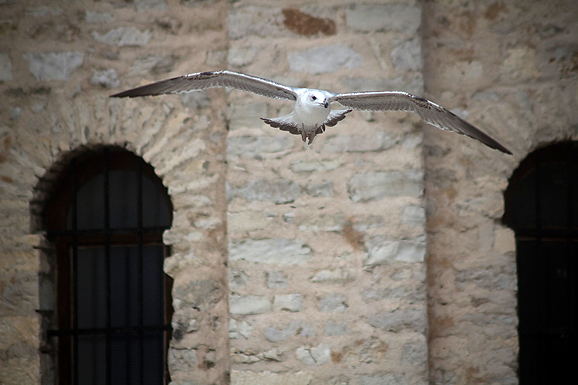Galebov let (foto:Saša Čuka)