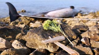 Na plaži u Zablaću pronađen uginuli dupin Na plaži u Zablaću pronađen uginuli dupin