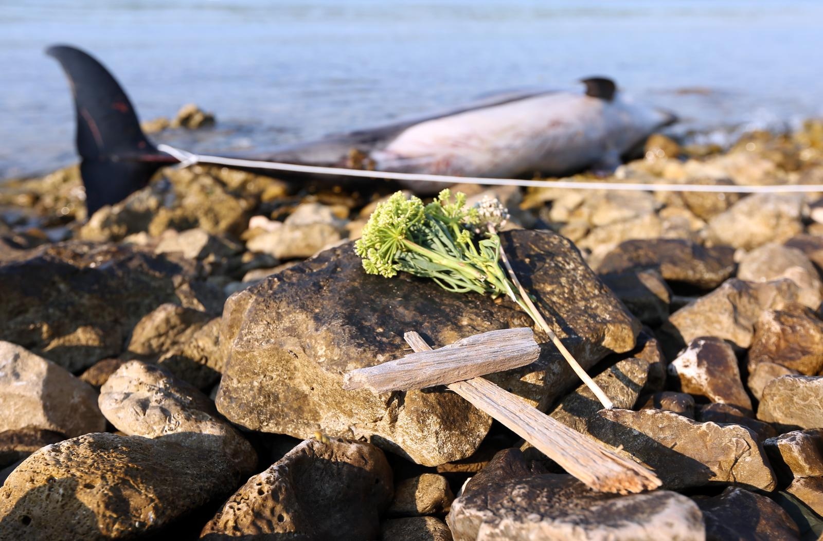 Na plaži u Zablaću pronađen uginuli dupin Na plaži u Zablaću pronađen uginuli dupin