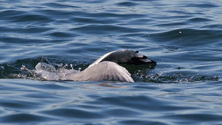 Jutarnja svađa galebova, foto: Leo Banić