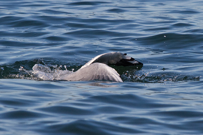 Jutarnja svađa galebova, foto: Leo Banić
