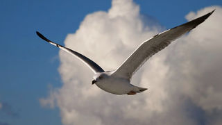 Zadarski let galebova (foto:Saša Čuka)
