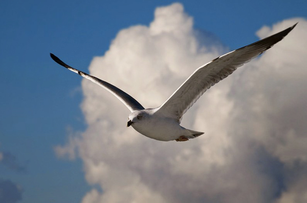 Zadarski let galebova (foto:Saša Čuka)