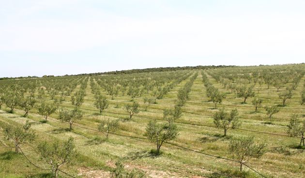 “Dubrava”, polje, poljoprivreda