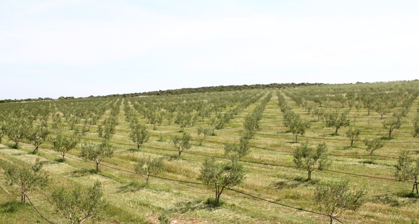 “Dubrava”, polje, poljoprivreda “Dubrava”, polje, poljoprivreda