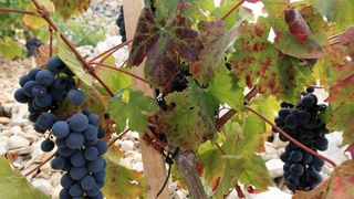 Primošten. Počela berba grožđa od kojeg se pravi svjetski poznato vino Babić. Photo: Duško Jaramaz/PIXSELL Primošten. Počela berba grožđa od kojeg se pravi svjetski poznato vino Babić. Photo: Duško Jaramaz/PIXSELL