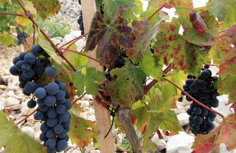 Primošten. Počela berba grožđa od kojeg se pravi svjetski poznato vino Babić. Photo: Duško Jaramaz/PIXSELL Primošten. Počela berba grožđa od kojeg se pravi svjetski poznato vino Babić. Photo: Duško Jaramaz/PIXSELL