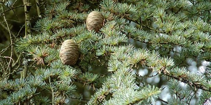 Cedar (Foto: floralimages.co.uk)