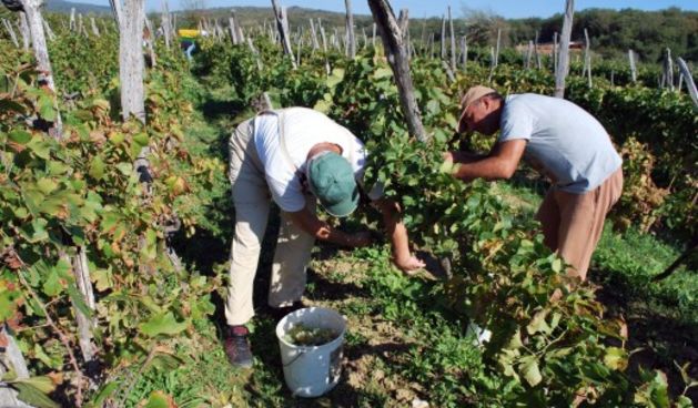 Vinograd, vino, Foto Mladen TRINAJSTIĆ