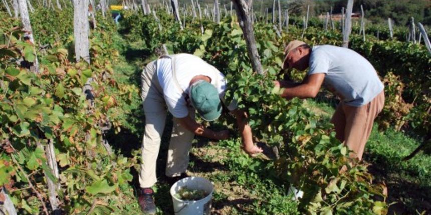 Vinograd, vino, Foto Mladen TRINAJSTIĆ Vinograd, vino, Foto Mladen TRINAJSTIĆ