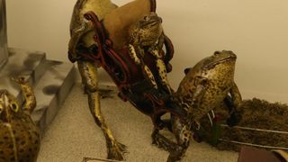 Zbirka od 500-tinjak prepariranih zaba u ljudskim situacijama, smjestena u bivsem kinu Tesla, prema rijecima vlasnika Ivana Medveseka, ne naliazi na dovoljno zanimanje institucija RH pa bi uskoro trebala preseliti u London. Photo: Ivo Cagalj/PIXSELL Zbirka od 500-tinjak prepariranih zaba u ljudskim situacijama, smjestena u bivsem kinu Tesla, prema rijecima vlasnika Ivana Medveseka, ne naliazi na dovoljno zanimanje institucija RH pa bi uskoro trebala preseliti u London. Photo: Ivo Cagalj/PIXSELL