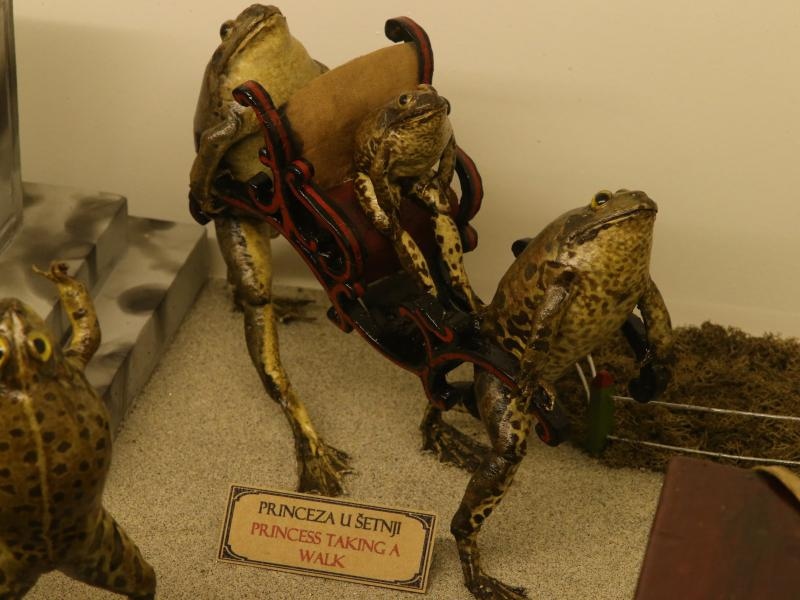 Zbirka od 500-tinjak prepariranih zaba u ljudskim situacijama, smjestena u bivsem kinu Tesla, prema rijecima vlasnika Ivana Medveseka, ne naliazi na dovoljno zanimanje institucija RH pa bi uskoro trebala preseliti u London. Photo: Ivo Cagalj/PIXSELL Zbirka od 500-tinjak prepariranih zaba u ljudskim situacijama, smjestena u bivsem kinu Tesla, prema rijecima vlasnika Ivana Medveseka, ne naliazi na dovoljno zanimanje institucija RH pa bi uskoro trebala preseliti u London. Photo: Ivo Cagalj/PIXSELL