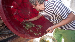 Priča o vinu: Od trsa do bačve, Foto: Leo Banić