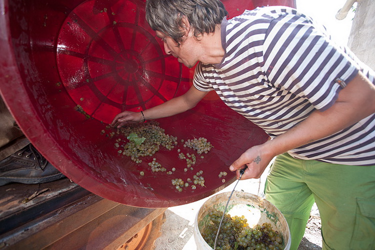 Priča o vinu: Od trsa do bačve, Foto: Leo Banić