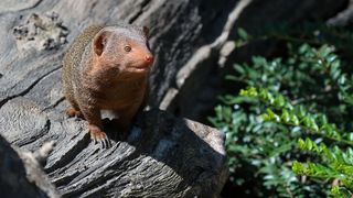 Mladunci patuljastog mungosa novi su stanovnici Zoološkog vrta Mladunci patuljastog mungosa novi su stanovnici Zoološkog vrta