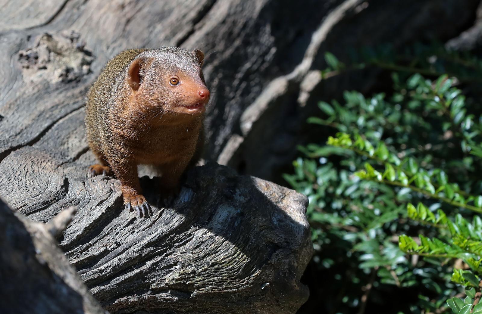 Mladunci patuljastog mungosa novi su stanovnici Zoološkog vrta Mladunci patuljastog mungosa novi su stanovnici Zoološkog vrta