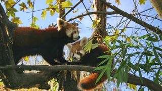 Bebe crvene pande u zagrebackom ZOO-u, Foto: ZOO Zagreb Bebe crvene pande u zagrebackom ZOO-u, Foto: ZOO Zagreb
