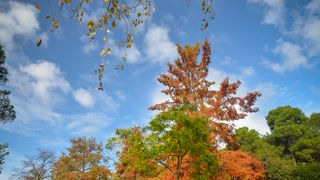 Jesenski đir po gradu, 15. studenog 2014. , foto: Marin Pitton Jesenski đir po gradu, 15. studenog 2014. , foto: Marin Pitton