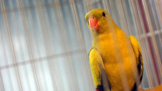 Ornitološko prvenstvo Hrvatske u hotelu Zadar (foto:Saša Čuka)