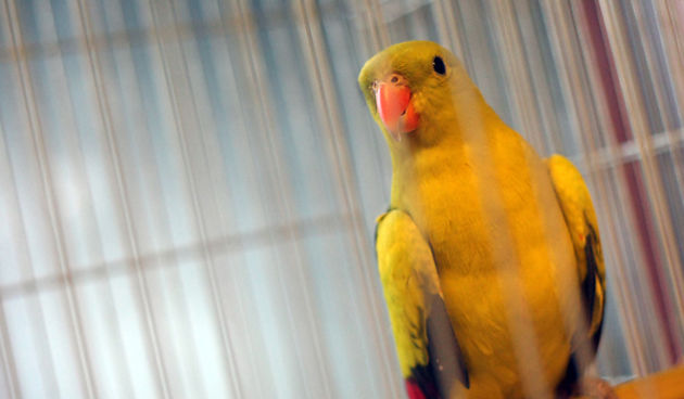 Ornitološko prvenstvo Hrvatske u hotelu Zadar (foto:Saša Čuka)