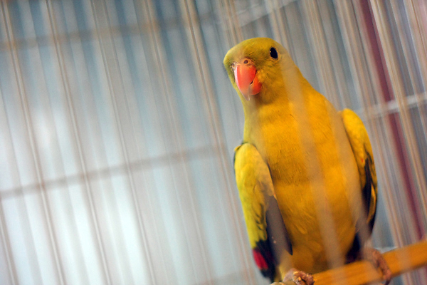 Ornitološko prvenstvo Hrvatske u hotelu Zadar (foto:Saša Čuka)